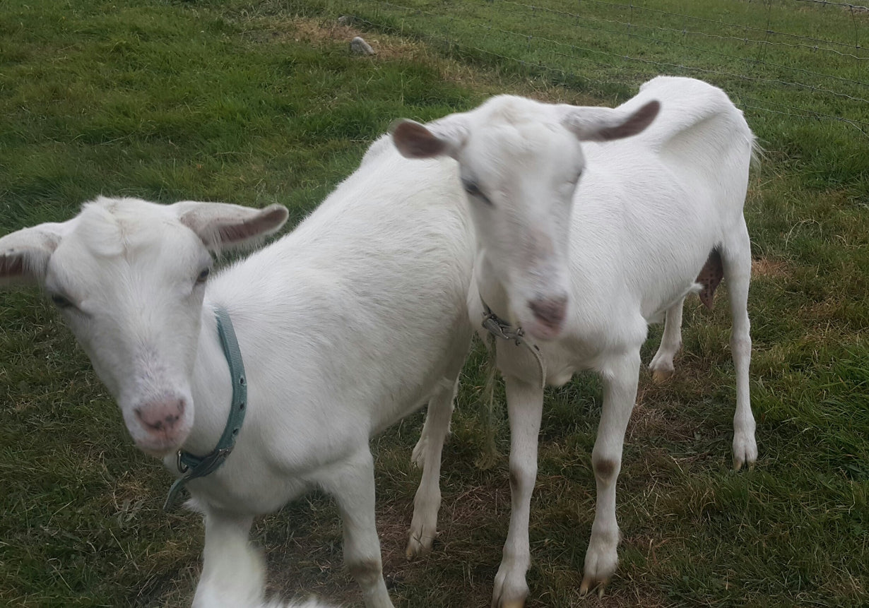 Two white goats standing on grass