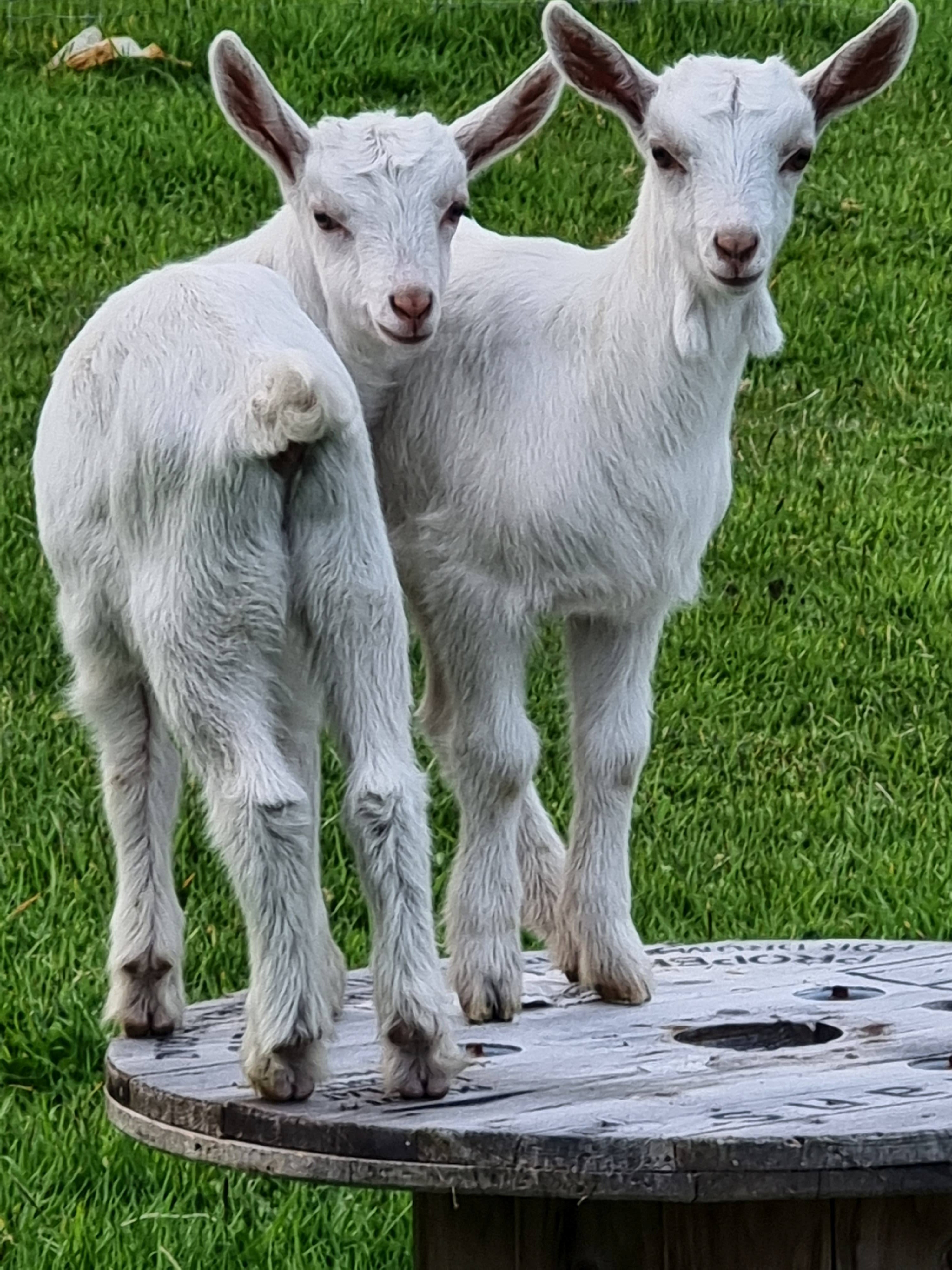 Two goat kids on a wooden spool
